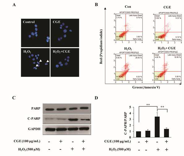 NIH-3T3세포에서 CGE가 H2O2 유도 세포사멸에 미치는 영향