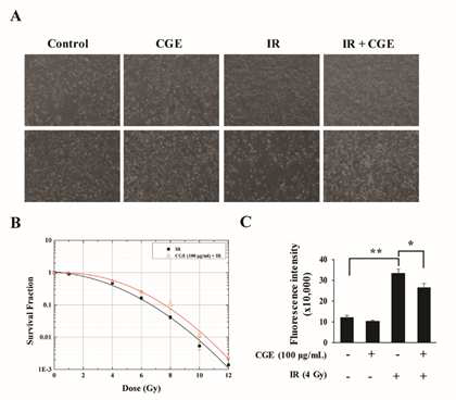 방사선이 조사된 NIH-3T3세포에서 CGE가 세포사멸에 미치는 영향
