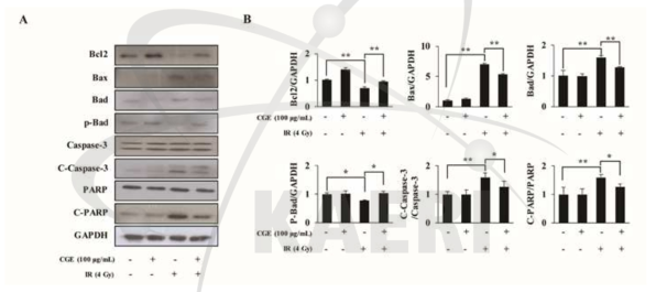 방사선이 조사된 NIH-3T3세포에서 CGE가 내인성 apoptosis 경로에 미치는 영향