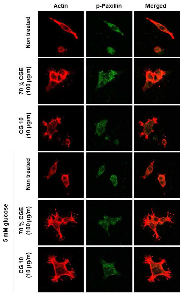 INS-1세포에서 CG10이 actin cytoskeleton remodeling에 미치는 영향