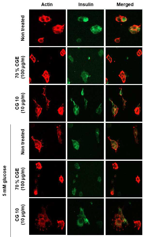 INS-1세포에서 CG10의 actin 세포골격 변화 유도 및 인슐린 분비에 미치는 영향