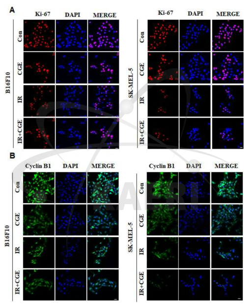 방사선이 조사된 B16F-1 및 SKMEL-5세포에서 CGE가 세포증식 및 세포주기조절 단백질 발현에 미치는 영향