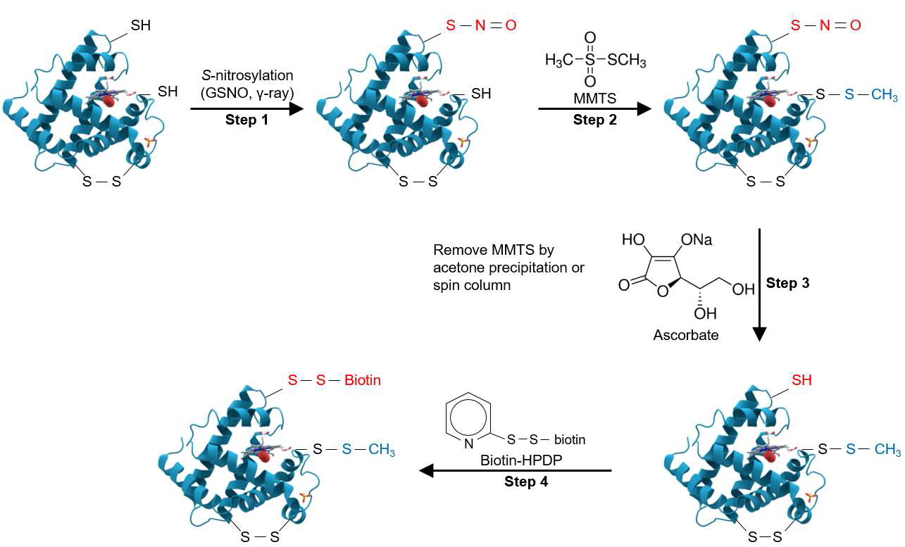 Biotin-switch assay 모식도. GSNO, NO 공여체; MMTS, 환원된 시스테인 잔기의 알킬화 시약