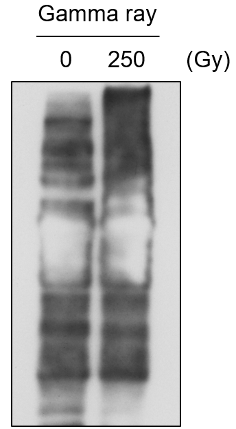 Western-blotting을 통한 S-nitrosylation 단백질 검출