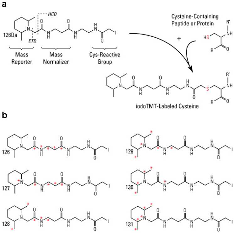 iodoTMTsixplex 시약과 표지 반응