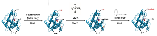 Modified Biotin-switch assay 모식도. NaHS, SH 공여체; MMTS, 환원된 Cys 잔기의 알킬화 시약