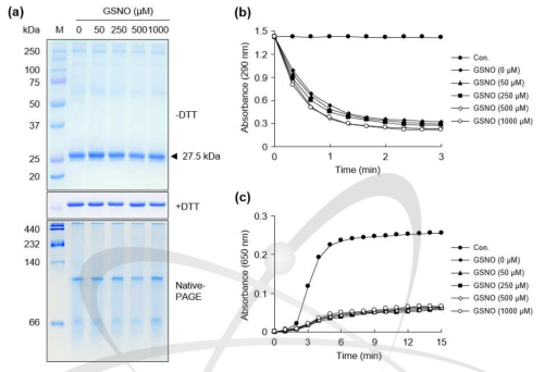 S-nitrosylation에 의한 AtAPX1 단백질의 구조 및 활성 변화. DTT, 환원제; Con., (b) 0 μM AtAPX1 대조군, (c) MDH 단백질만 넣은 대조군