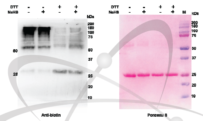 S-sulfhydration 확인을 위한 AtAPX1 단백질의 modified biotin-switch assay