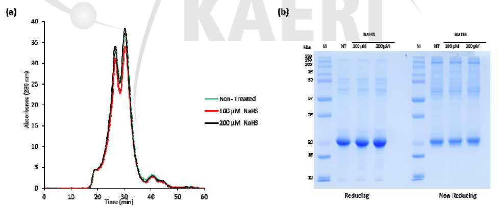 S-sulfhydration에 의한 AtAPX1 단백질의 구조 분석. a) size exclusion chromatography (SEC) 및 b) 12% reducing 및 non-reducing SDS-PAGE