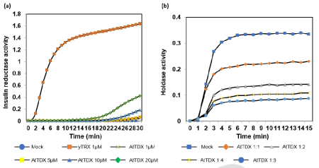 AtTDX 단백질의 (a) Insulin reductase 및 (b) Holdase 활성 분석