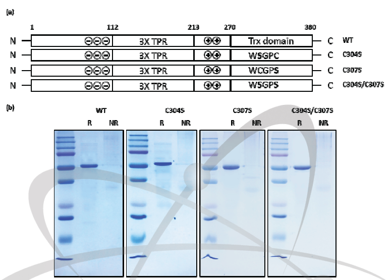 AtTDX 단백질의 S-sulfhydration된 Cys 위치 분석을 위한 Cys mutant 단백질 제작. Cys mutant 모식도 (a), 단백질 구조 확인 (b)