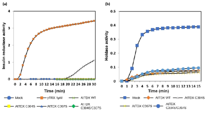 AtTDX 단백질의 wild type 및 Cys mutant 단백질의 Insulin reductase (a) 및 Holdase (b) 활성 분석