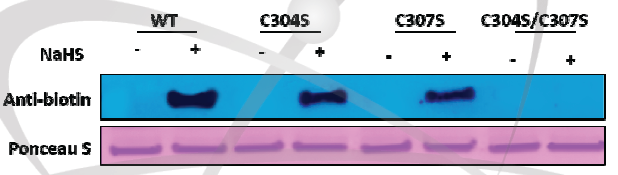 S-sulfhydration Cys 잔기 확인을 위한 AtTDX와 mutant 단백질의 modified biotin-switch assay