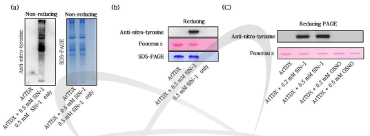 tyr-nitration 검증을 위한 AtTDX 단백질의 western blot