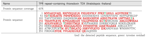 LC-MS/MS로 검출된 AtTDX의 아미노산 서열 및 tyrosine을 포함한 아미노산 서열