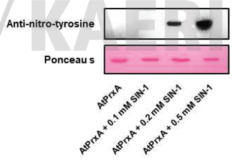 tyr-nitration 검증을 위한 AtPrxA 단백질의 western blot
