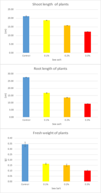 Sea salt가 수수 shoot길이, root 길이, 생체중에 미치는 영향