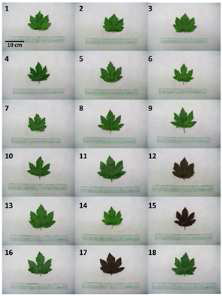 18개의 H. acetosella accession들에 대한 잎의 색깔