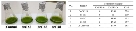 Cs 이온 용액에서의 C. reinhardtii (cc-124) 및 전분 과축적 돌연변이체의 배양