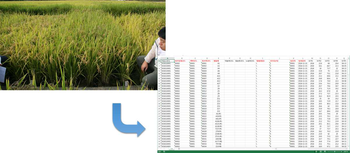 벼 농업형질 데이터 수집 및 유전자원 관리시스템 업로드를 위한 표준화