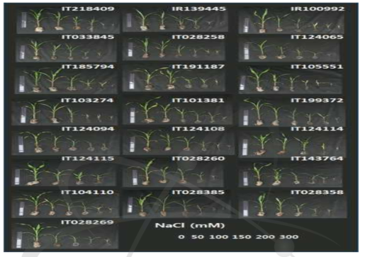 서로 다른 농도의 염분 처리 후 4주간 자란 종실용 수수 22계통의 모습