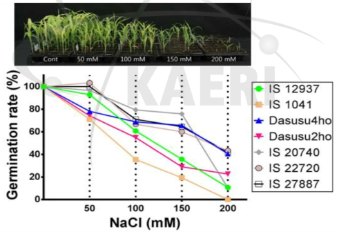 7개의 단수수 품종 계통의 염분 스트레스 환경 하에서의 발아율 (%)
