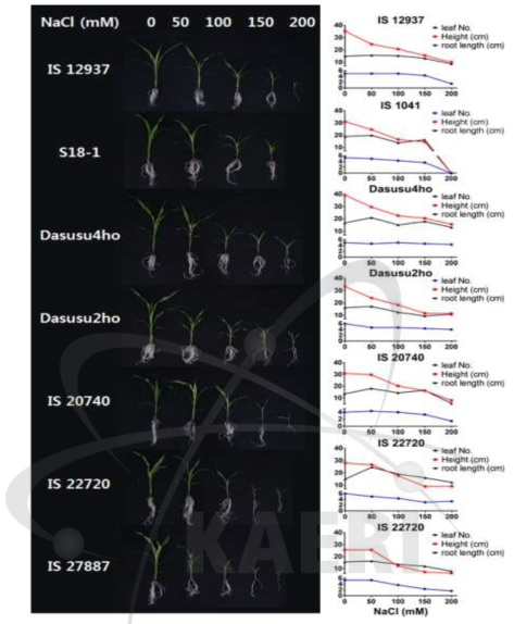 서로 다른 농도의 염분 처리 후 4주간 자란 단수수 7계통의 모습