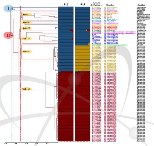 무궁화 속에 속하는 94개 개체에 대하여 100개의 EST-SSR 마커 기반의 분류학적 계통도 및 구조 분석 결과