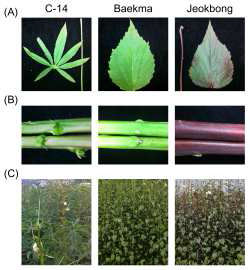 C-14, 백마(BM), 적봉(JB) 세 계통의 케나프에 대한 형태학적 특성 비교 결과이며, (A) 잎, (B) 줄기, (C) 전체 식물체의 모습임