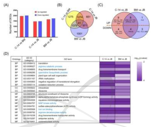 케나프 accession C-14, 백마(BM), 적봉(JB)에 대한 Differentially Expressed Genes(DEGs; p  1.5) 확인 결과