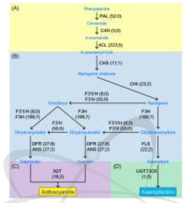 안토시아닌과 캠프페리트린 합성 대사 경로의 모식도