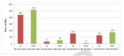 세 계통의 케나프에서 꽃 발달의 각 단계에 관여하는 DEGs의 수