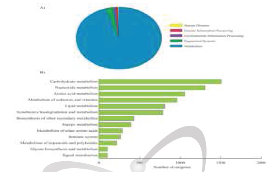 케나프 unigene에 대한 KEGG 대사경로 연관 차트로, (A)는 KEGG biological categories에 있는 케나프 unigene의 분포, (B)는 ‘metabolism’ 카테고리 내에 있는 케나프 unigene들을 분류해놓은 차트