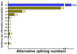 케나프 unigene이 aliternatively spliced 되어 만들어진 isoform의 수를 나타낸 차트