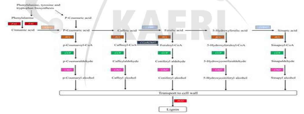 리그닌 생합성에 관여하는 케나프 unigene들을 활용하여 재구성한 합성 경로 모식도