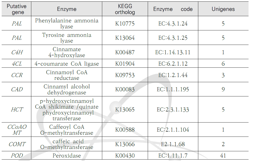 케나프 unigene 내 리그닌 생합성 경로를 구성하는 후보 유전자의 목록