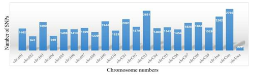 감마선에 의해 돌연변이된 유채 계통의 염색체 내 SNP들의 염색체 별 분포