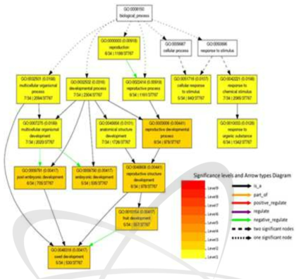 34개의 선택된 SNP 좌위에 대하여 reproductive process와 significant하게 enrich되는 term들을 나타낸 다이어그램