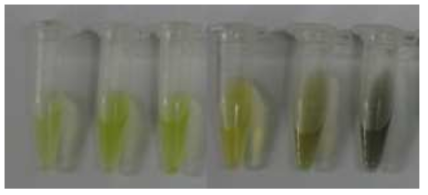 Iodine staining test를 수행한 bioremediation C. reinhardtii 돌연변이 균주