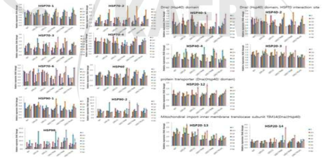 야생형과 돌연변이형에서의 HSP 유전자 발현을 나타낸 그림