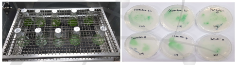 BG-11 배지에 분리 및 배양한 시아노 박테리아