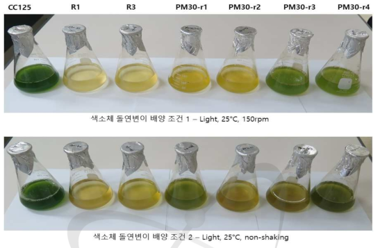 분리 및 배양한 Chlamydomonas cc125 감마선 조사