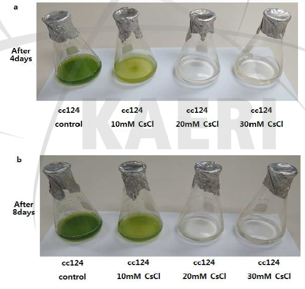 CsCl 용액에서의 C. reinhardtii 배양