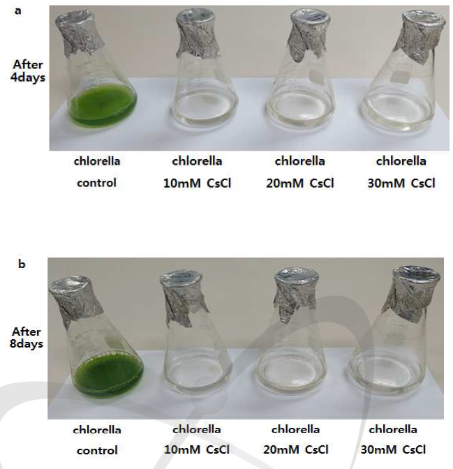 CsCl 용액에서의 Chlorella 배양