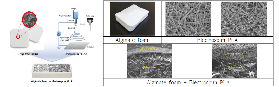 Alginate foam 기재 상 PLA 전기방사 모식도