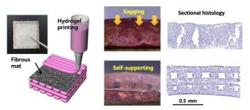 나노섬유 삽입 바이오프린팅 개념 및 측면 pore network 유지 조직학적 단면 관찰
