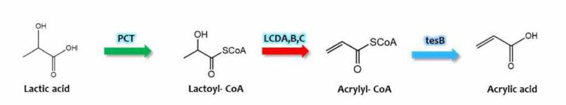 lactic acid로부터 acrylic acid 전환 주요 대사 경로