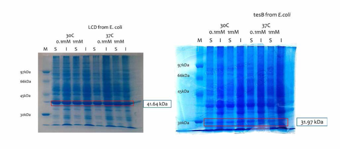 SDS-PAGE 기반 LCD 및 tesB 발현 최적화 결과