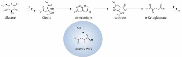 재조합 C. glutamicum 내에서 이타콘산의 생합성 경로
