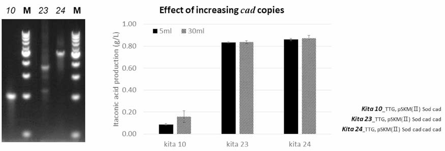 cad 유전자 도입 수에 따른 이타콘산 생산 농도